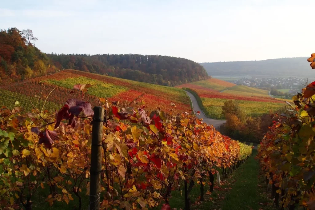 Weinberge im Herbst Burgenstrasse Eberstadt