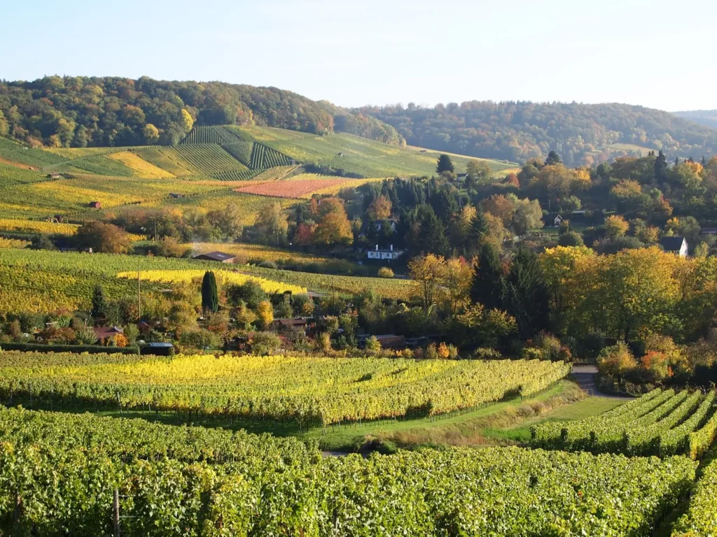 Weinbergen im Herbst Heilbronn