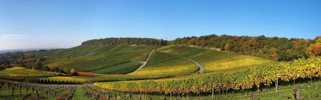 Weinbergen im Herbst Heilbronn